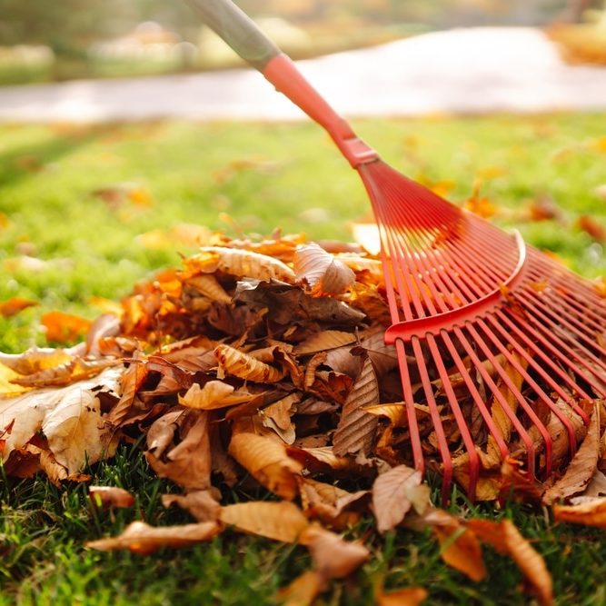 Close-up of a rake picking up fallen leaves in autumn Close-up of a rake picking up fallen leaves in autumn