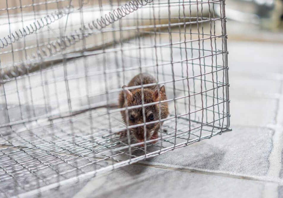 A rat in the trap metal case equipment