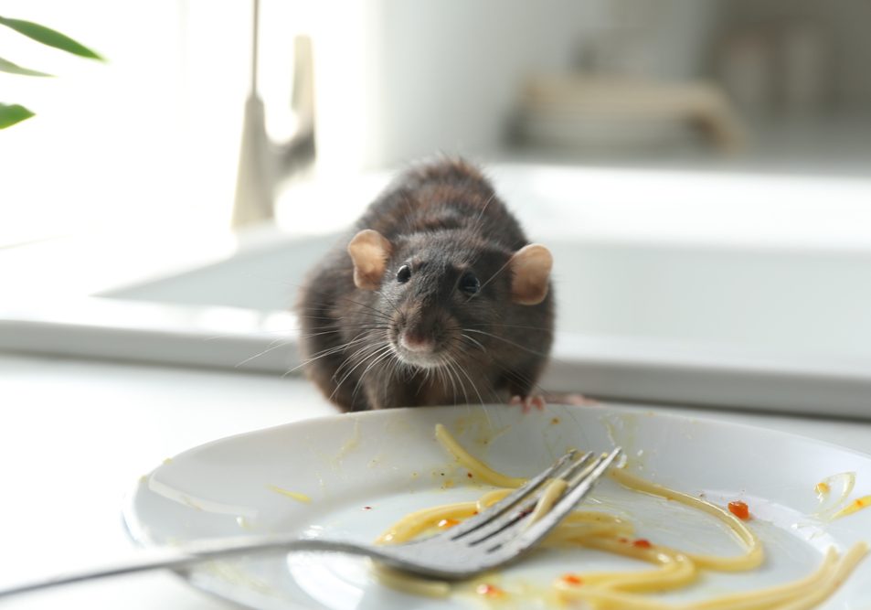 Rat near dirty plate on kitchen counter. Rat near dirty plate on kitchen counter.