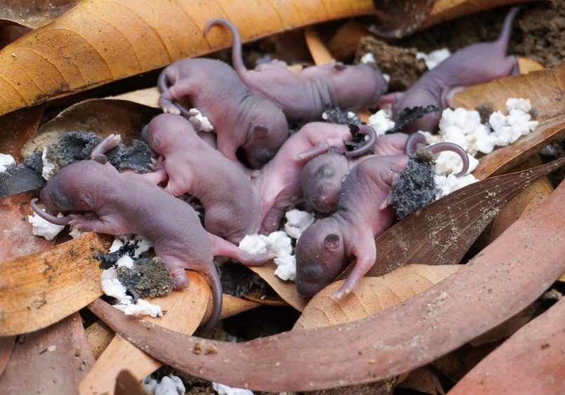 Newborn rat pups are in a nest filled with dry leaves Newborn rat pups are in a nest filled with dry leaves