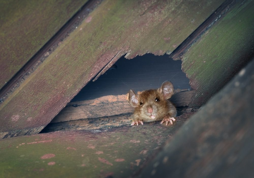 The,Ship,Rat,,Roof,Rat,,Or,House,Rat,Peeps,Out The ship rat