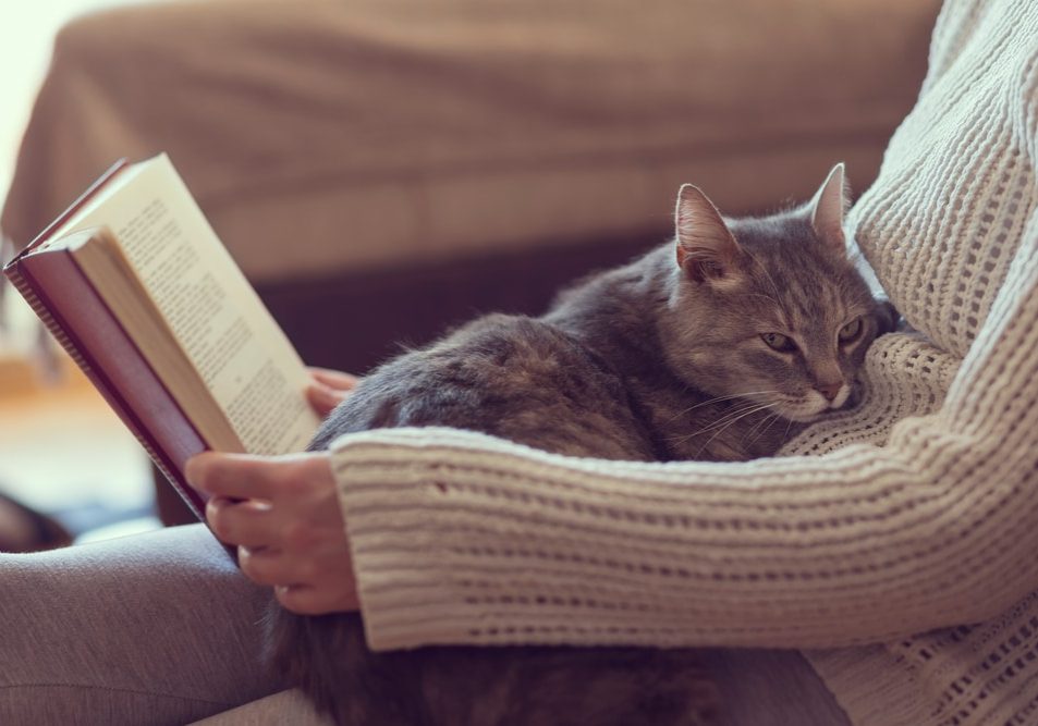 Soft cuddly tabby cat lying in its owner's lap enjoying and purring while the owner is reading a book. Soft cuddly tabby cat lying in its owner's lap enjoying and purring while the owner is reading a book.
