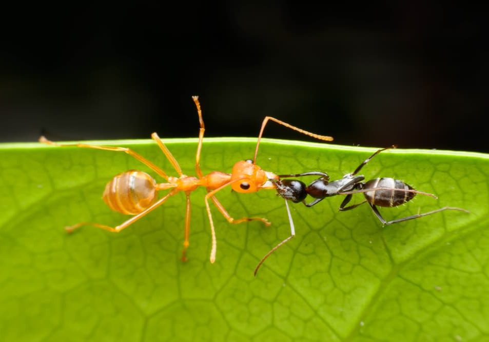 Red,&,Black,Ant,Was,Fighting,On,The,Leaves,,Ant which ants are most likely to attack