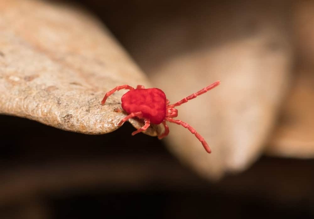 Red Clover Mite crawling over brown foilage