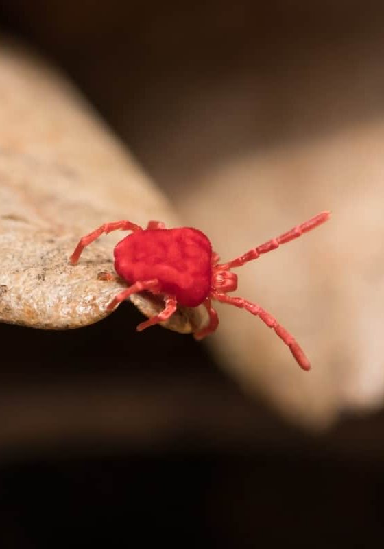 Red Clover Mite crawling over brown foilage