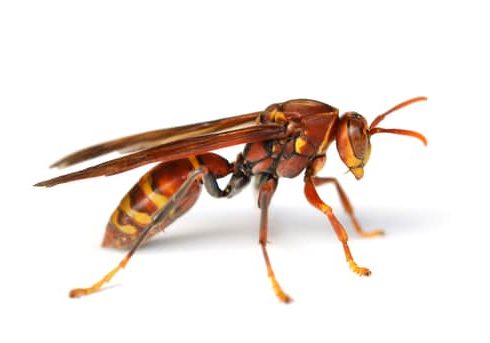 Red Wasp