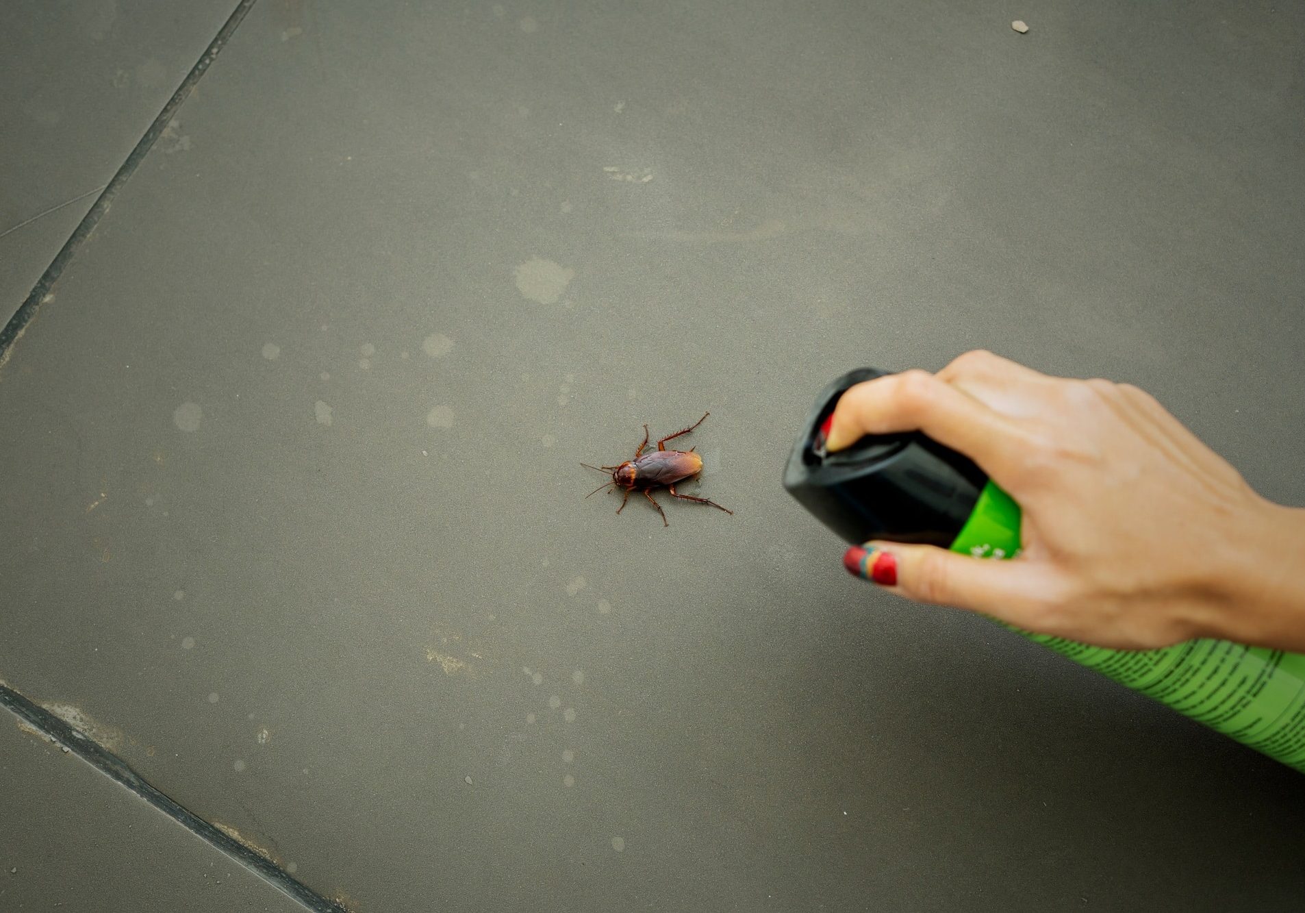 How to Remove Cockroaches