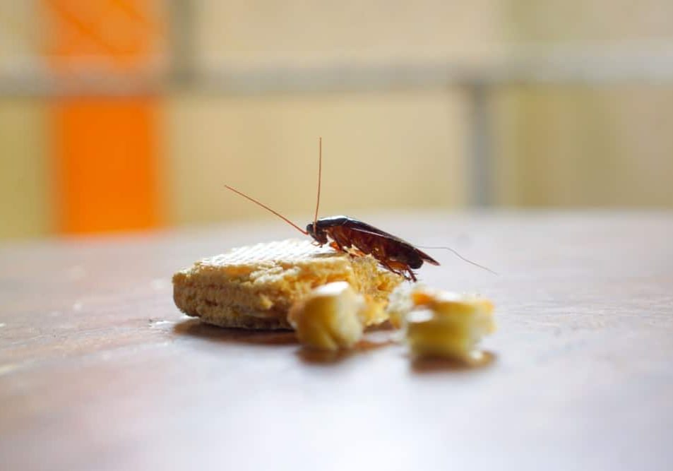 Cockroach is eating food in the kitchen
