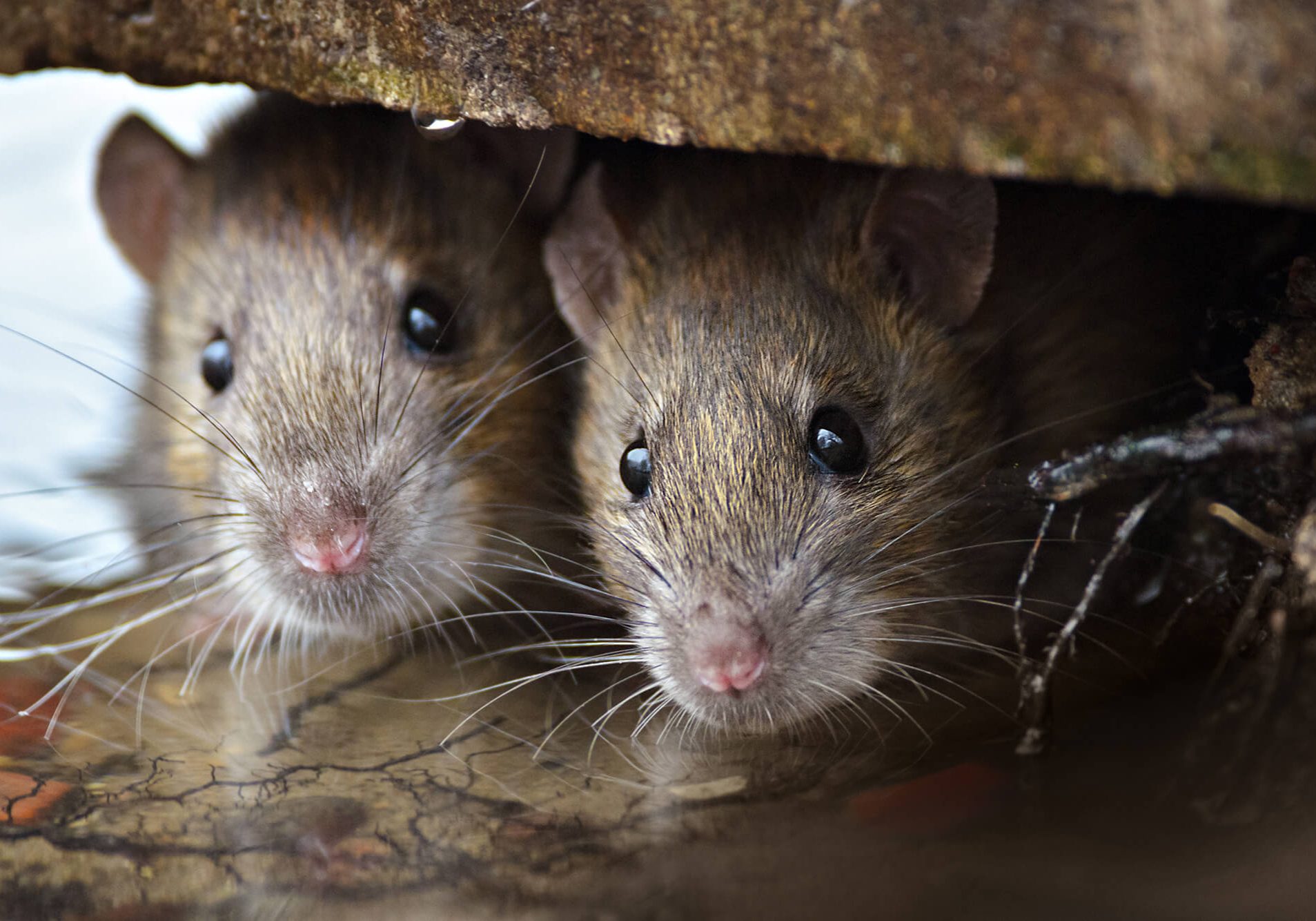 curious Brown Rats looking of the cover.