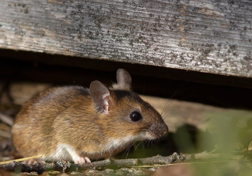 The,Yellow-necked,Mouse,(apodemus,Flavicollis),,Also,Called,Yellow-necked,Field,Mouse, yellow-necked field mouse hiding