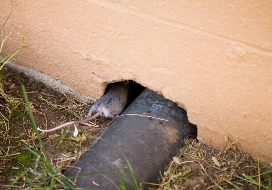 Grey mouse entering the hole in the wall Grey mouse entering the hole in the wall