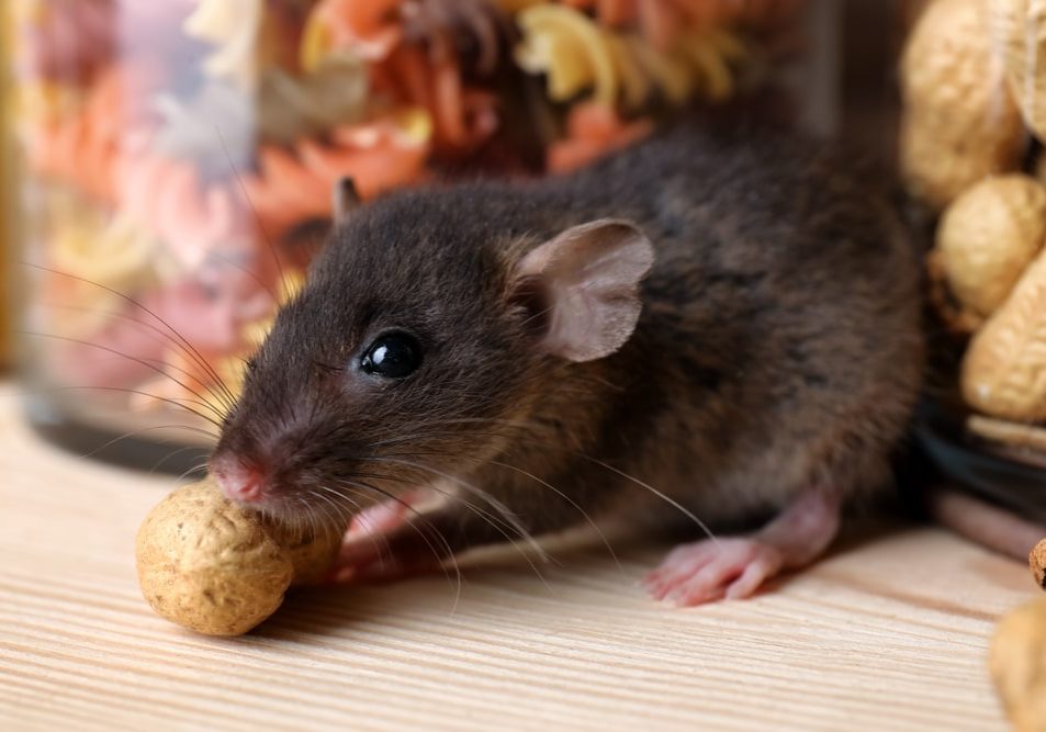 Small brown rat looking for food on wooden shelf