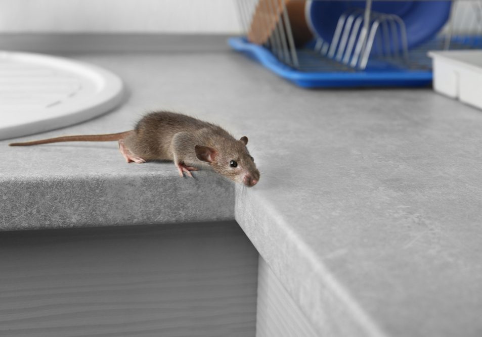Rat near the sink Rat near the sink