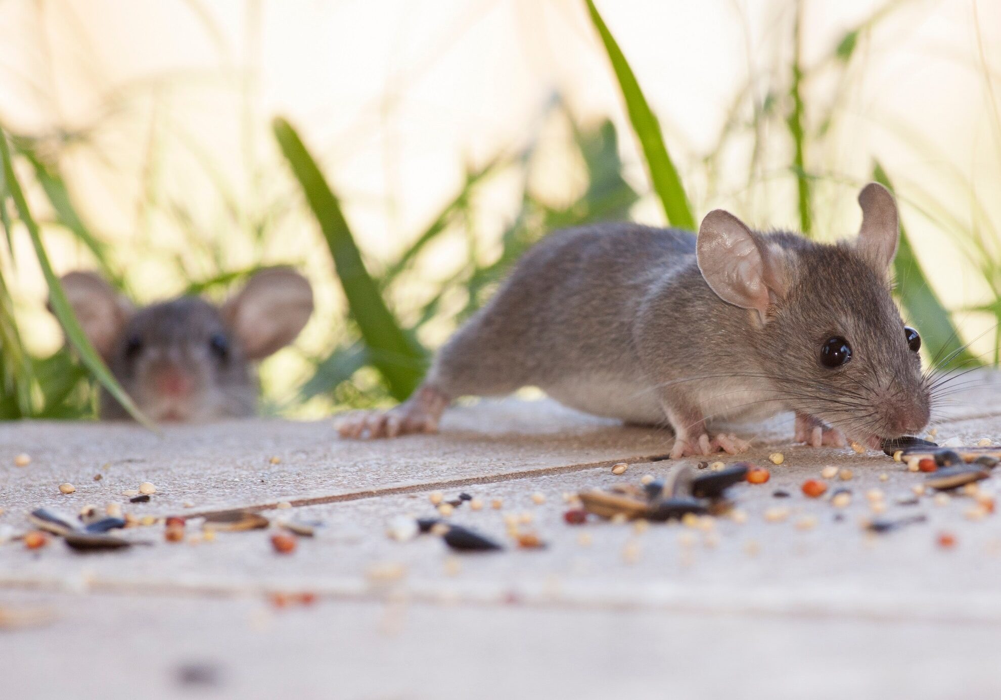 rats eating seeds outdoors yard home feeder