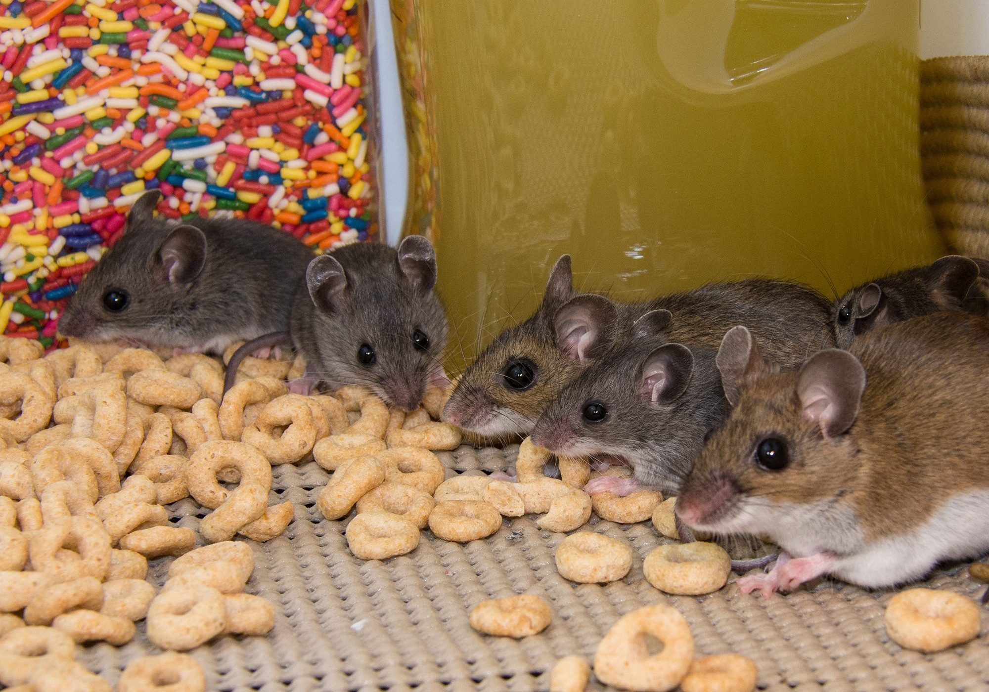 The rodents are standing on cereal with candy and jars of food
