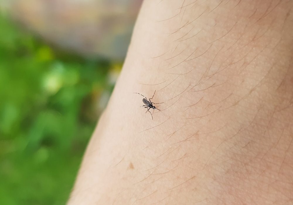 When are mosquitos most active