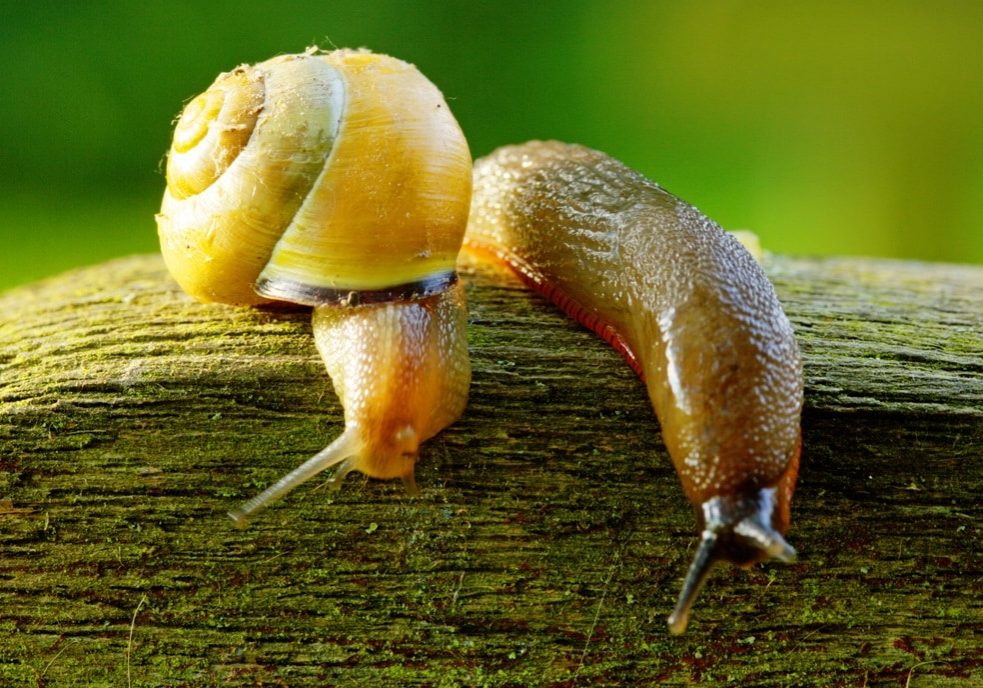 Slug and a snail