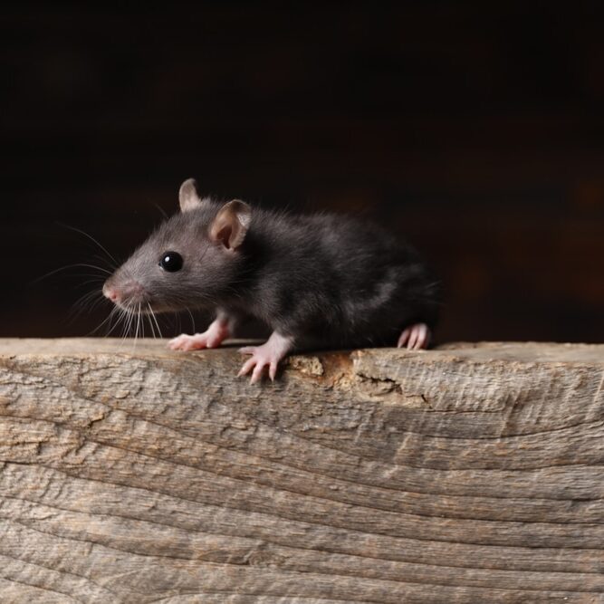 Grey rat on wooden plank.