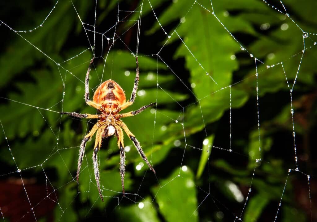 Spider in its spider's web