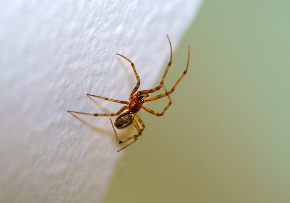 Macro view of Common house spider