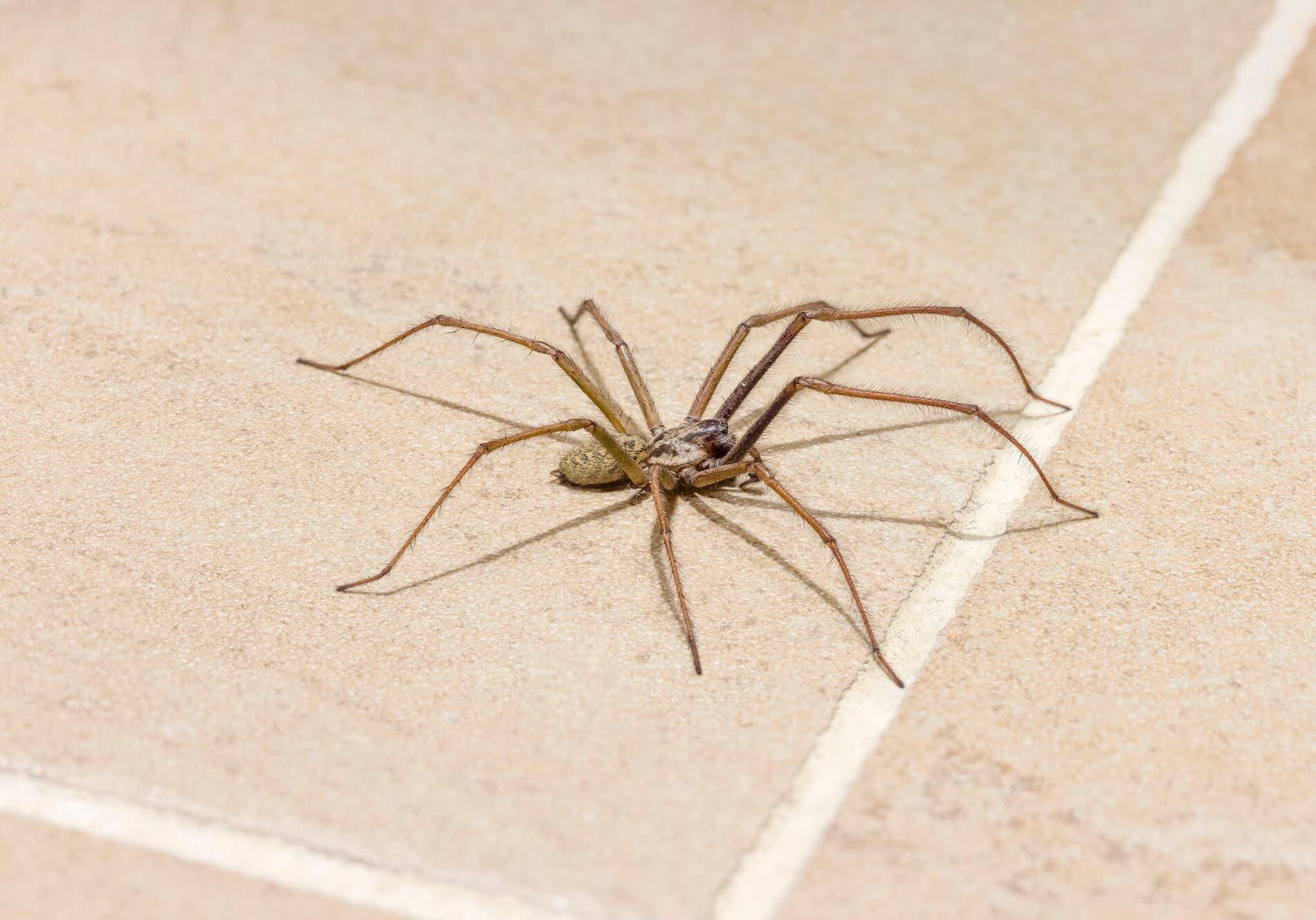 Giant house spider (Eratigena atrica) on a tiled kitchen floor
