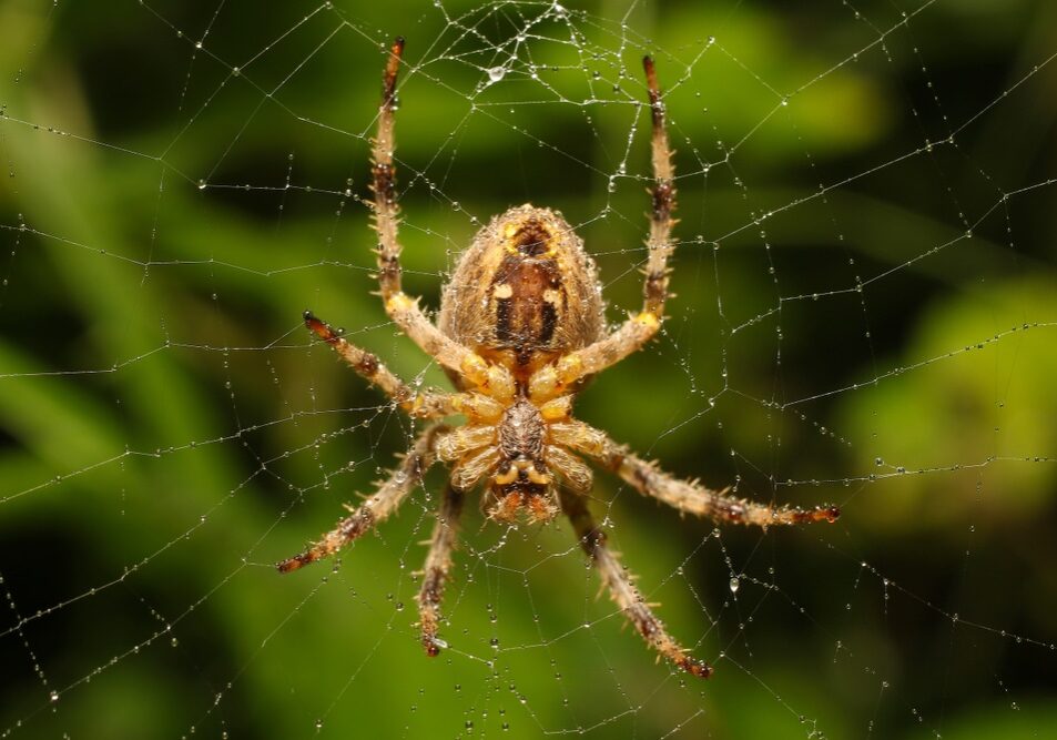 Cross,Spider,Or,European,Garden,Spider,(araneus,Diadematus),Is,A Cross spider or European garden spider