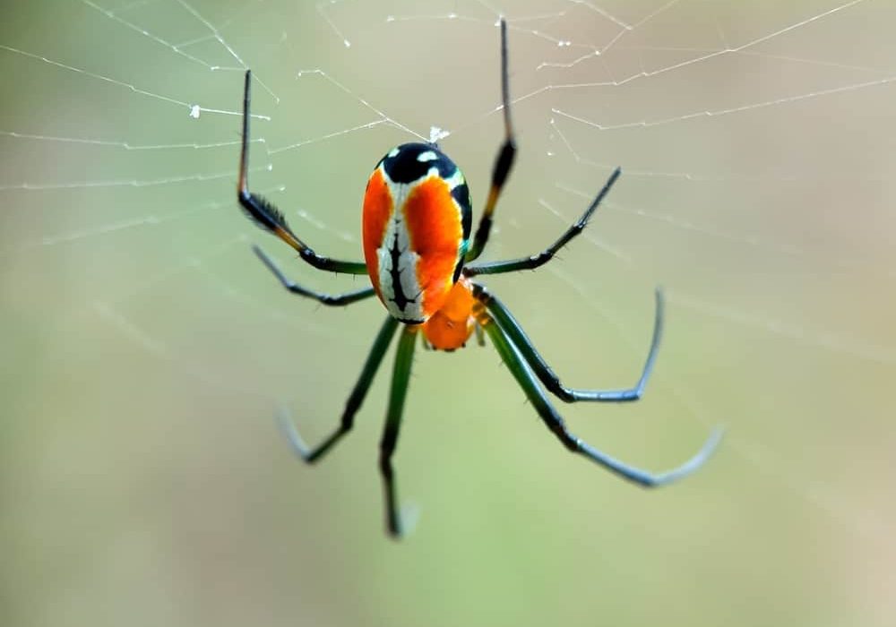 Spider orbweaver in garden Spider orbweaver in garden