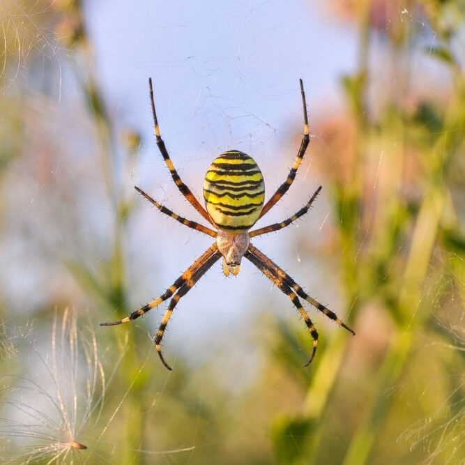 A,Large,Spider,Of,Yellow,Color,With,Black,Stripes,Sits A large spider of yellow color with black stripes sits in a spider's web