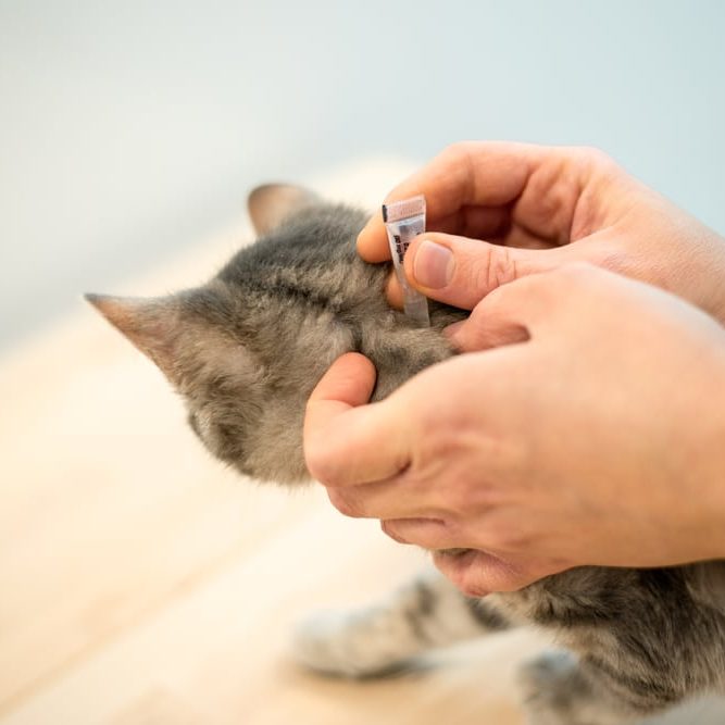 Female,Veterinarian,Doctor,Uses,Anti-flea,Drops,To,Treat,A,Cat Pet spot-on treatment