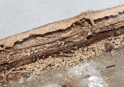 Termites destroying wood from the ground / Termite problem in house concept