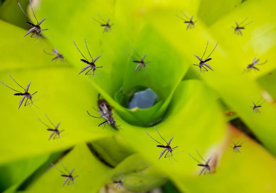 Many,Mosquitoes,Fly,Over,Stagnant,Water,In,Leaf,Plant,In Many mosquitoes fly over stagnant water in leaf plant in the garden