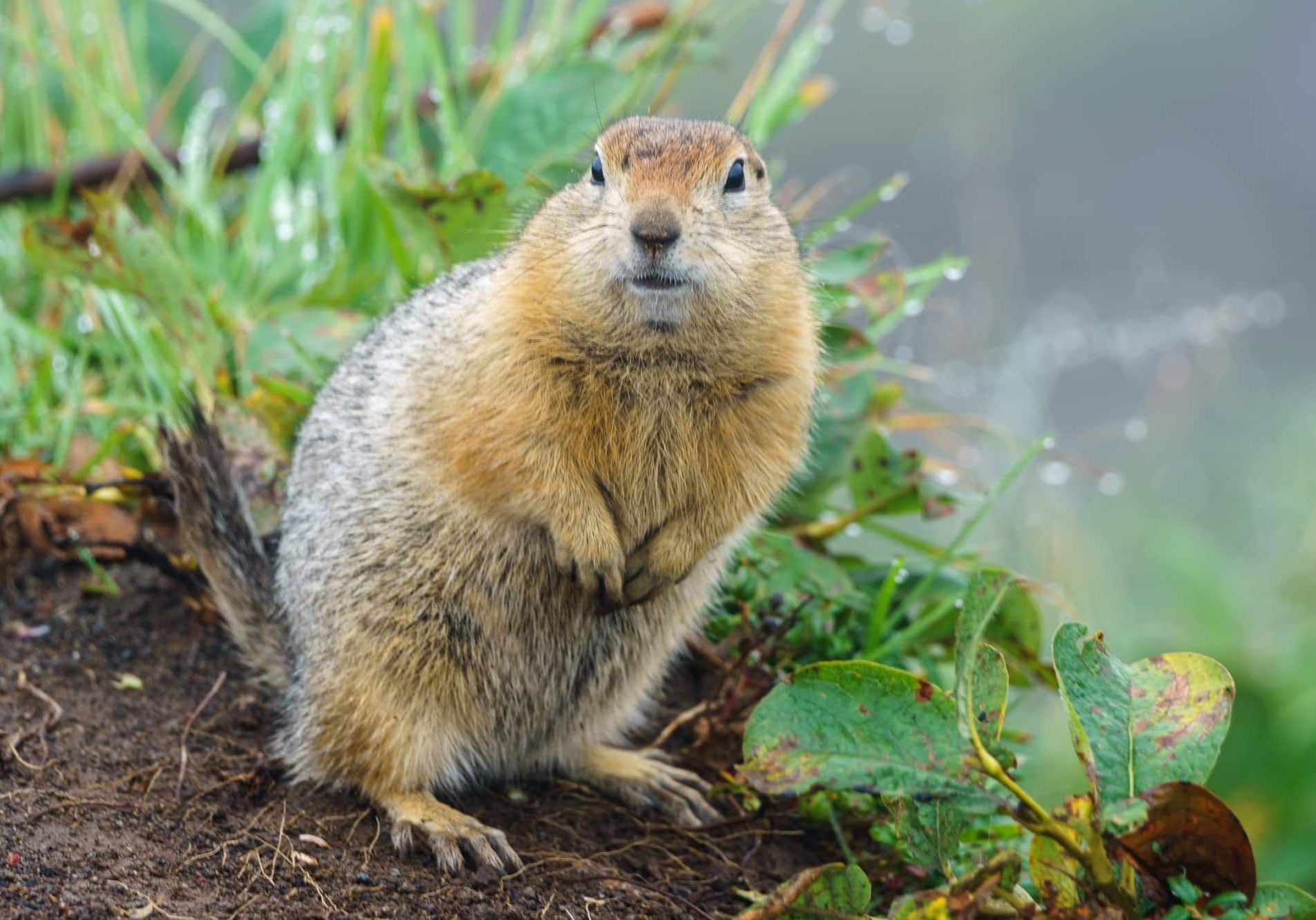 The gopher stands on its hind legs on the ground and looks ahead