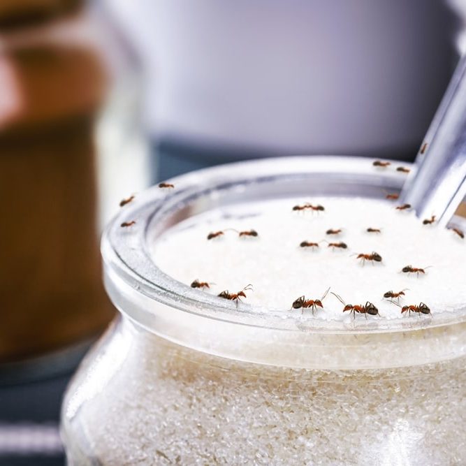 Red ants eating sugar inside an open jar