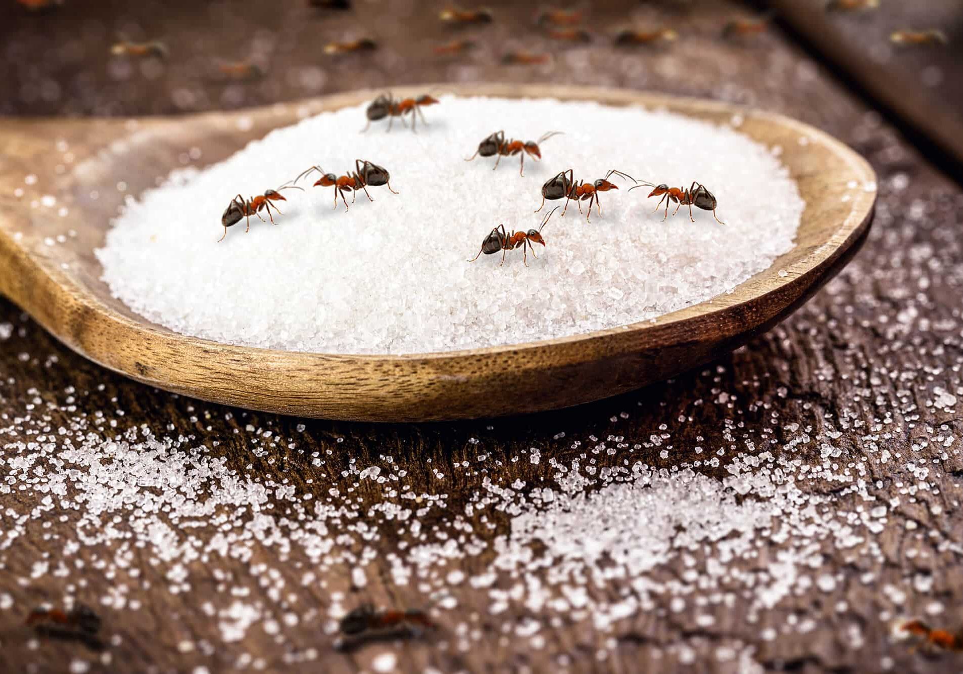 spoon of sugar with many red ants