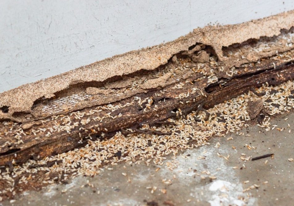 Termites destroying wood from the ground