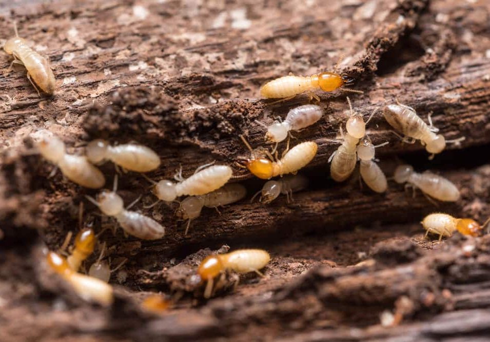 Termites wood infestation