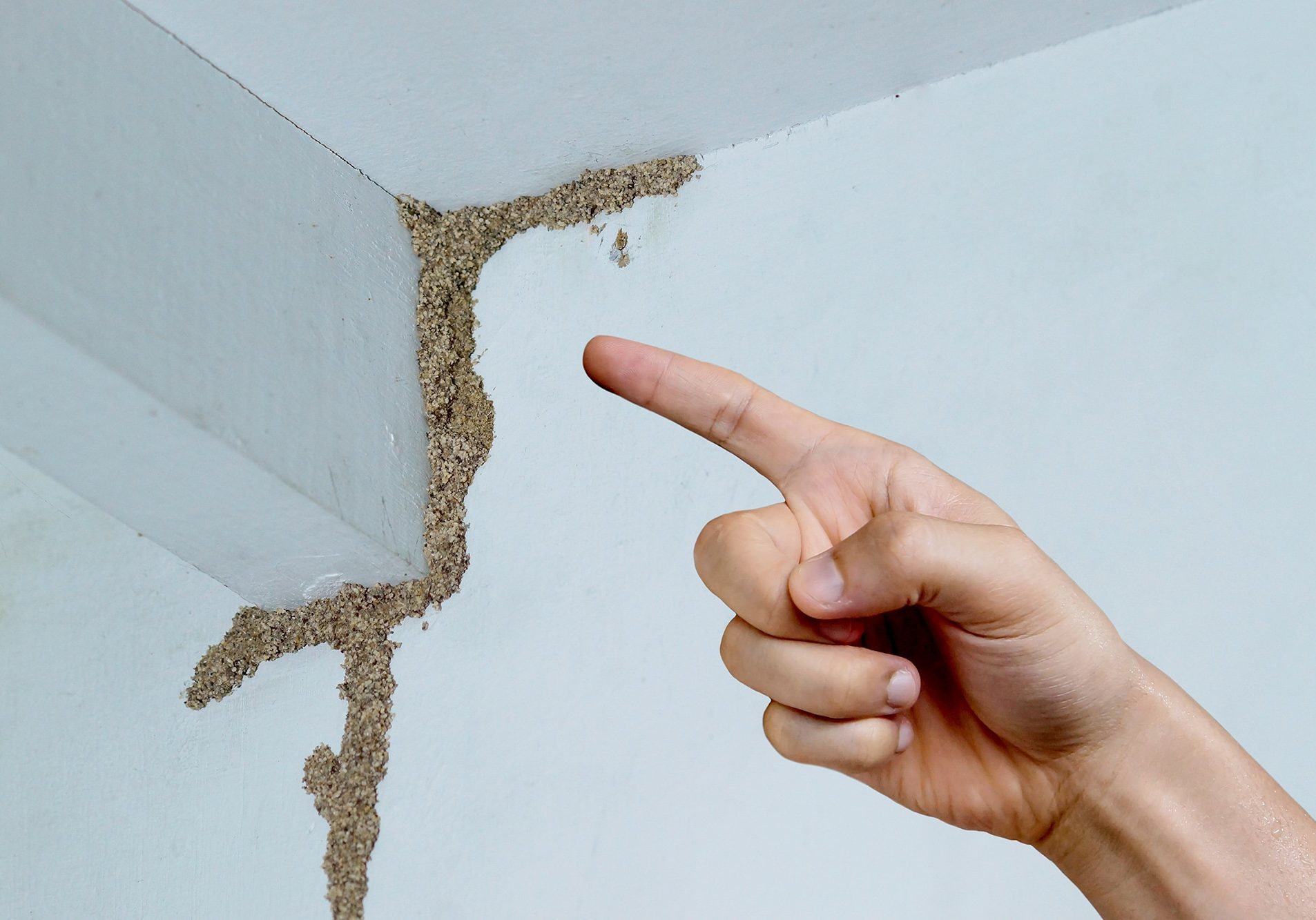 Hand pointing at a termite nest on wooden wall of a room