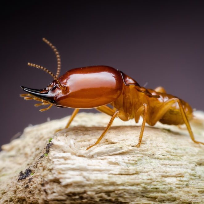 Super macro view of termite on wood Super macro view of termite on wood