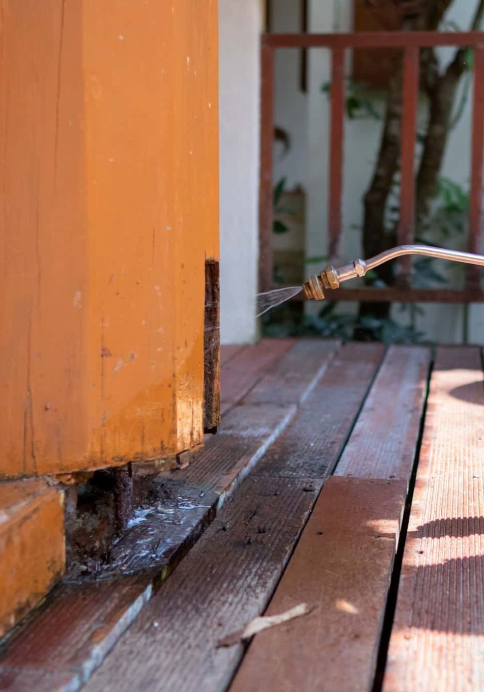 termite control