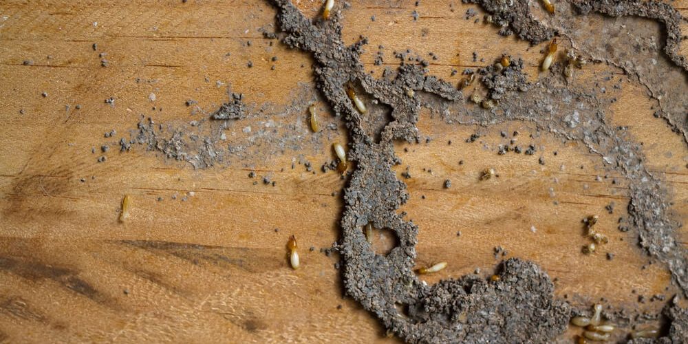 termite nest on old brown wood board of abandoned house