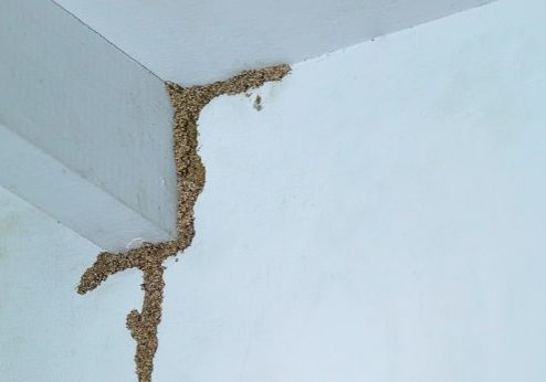 Termites building a mud tube on wooden wall of a room