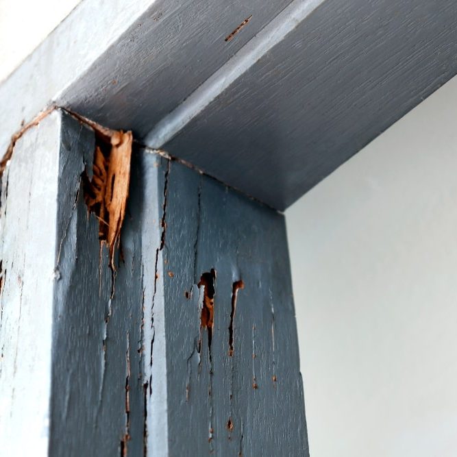 termite nest at wooden door termite nest at wooden door