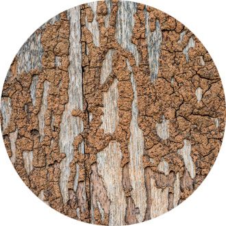 Termites building a mud tube on wooden wall of a room