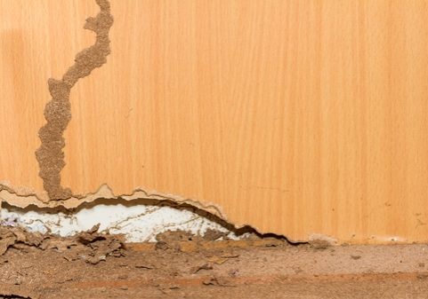 Traces of termites on old wood background.