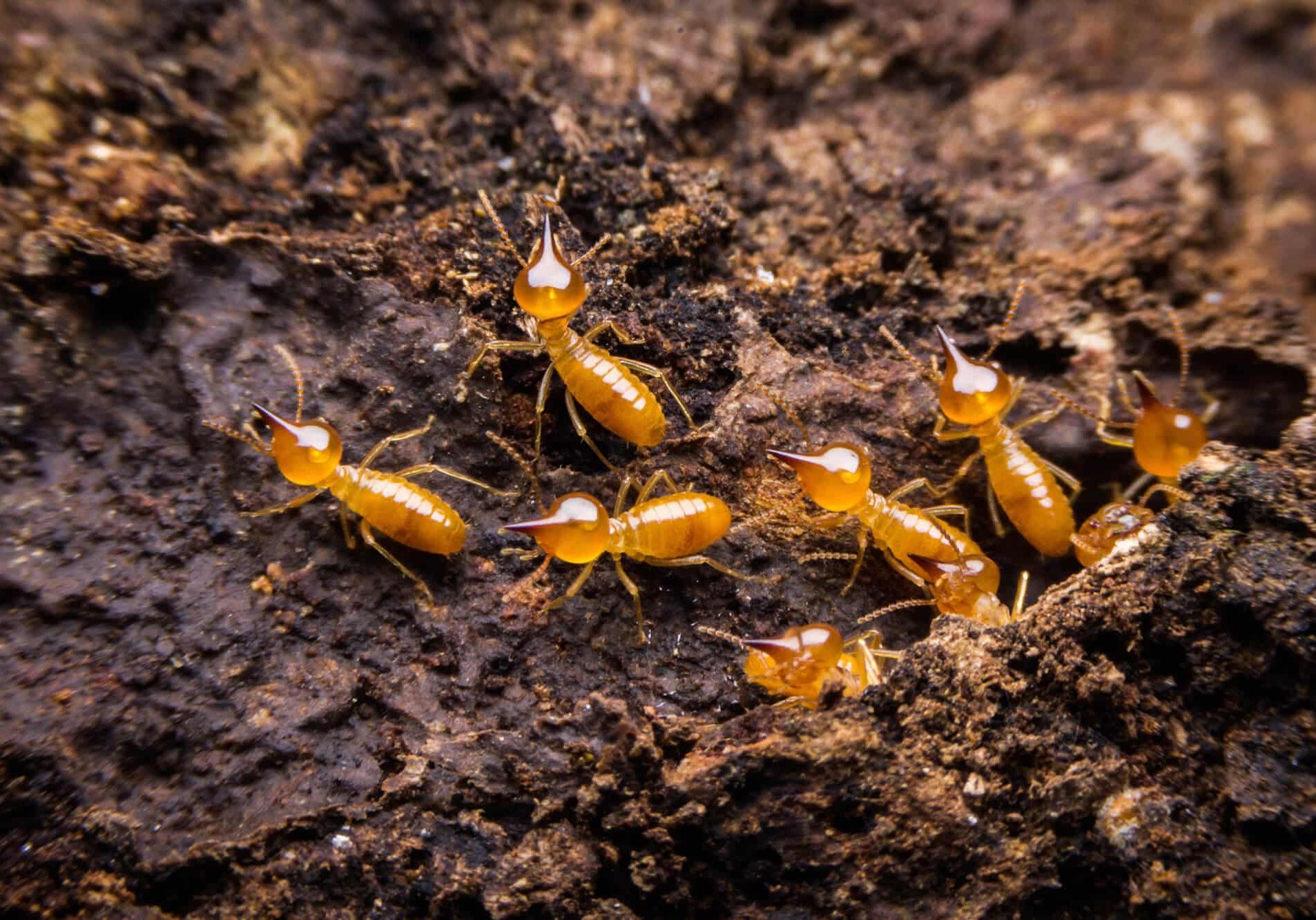 group of termites entering into soil