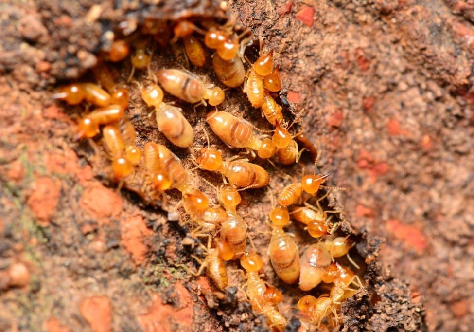 Close up termites or white ants,feed on wood