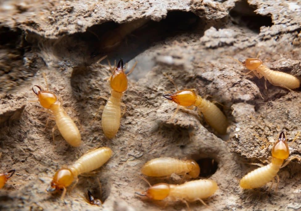 Group of the small termite on decaying timber