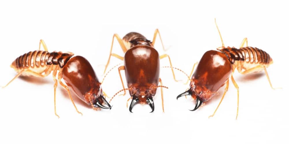 Group of Termites Group of Termites