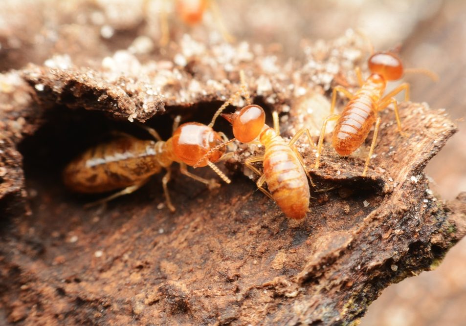 Close-up,Of,Worker,Termites,On,The,Forest,Floor Close-up of worker termites on the forest floor