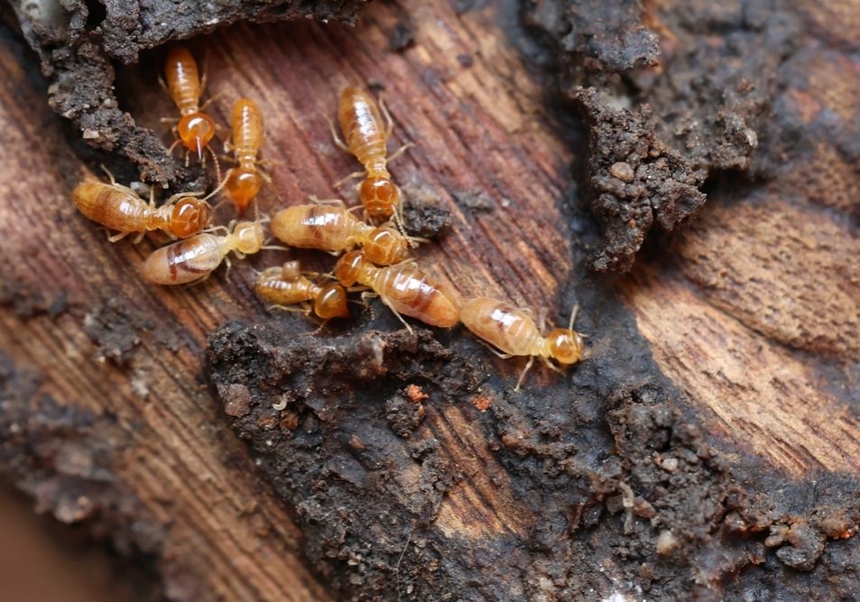 Termites are small insects that live in underground nests and termite mounds. Termites are small insects that live in underground nests and termite mounds.